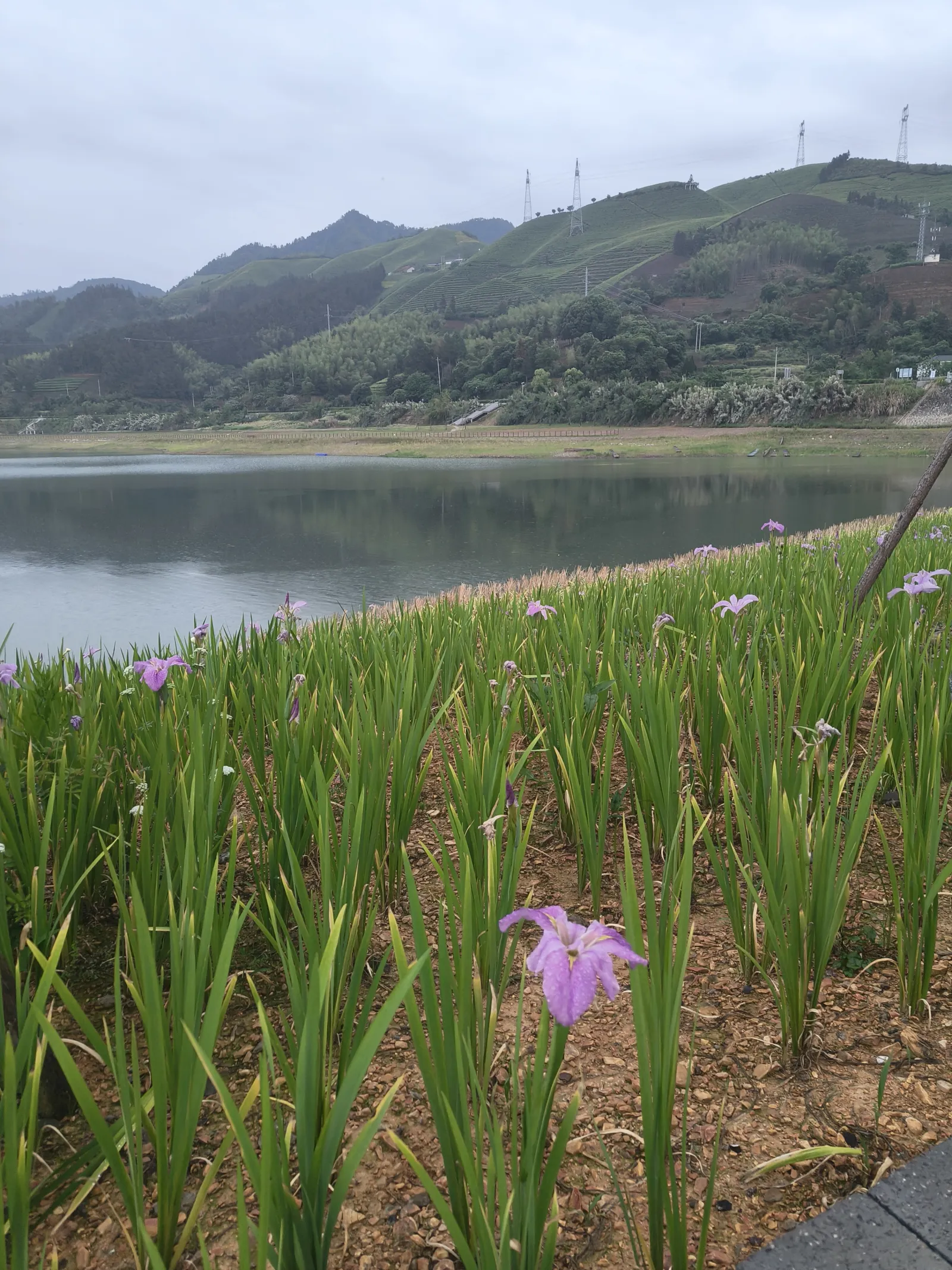 紫鸢尾与青山
