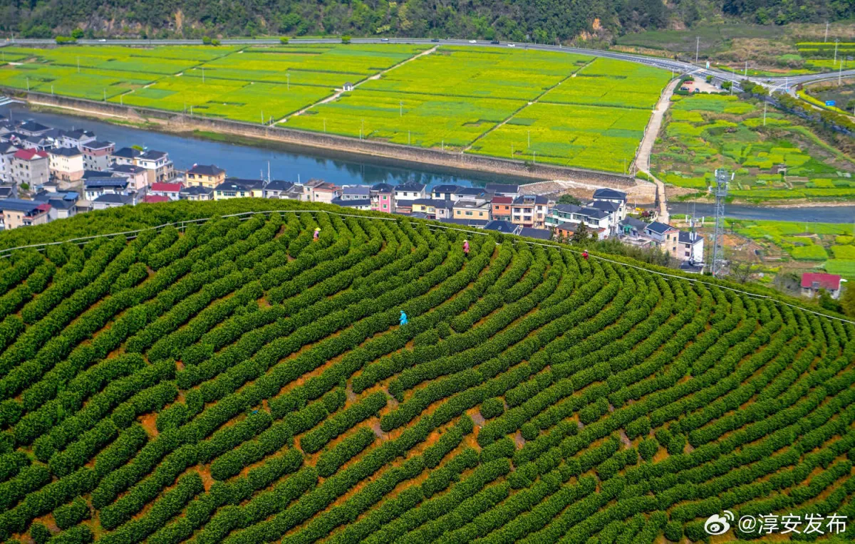 茶园梯田