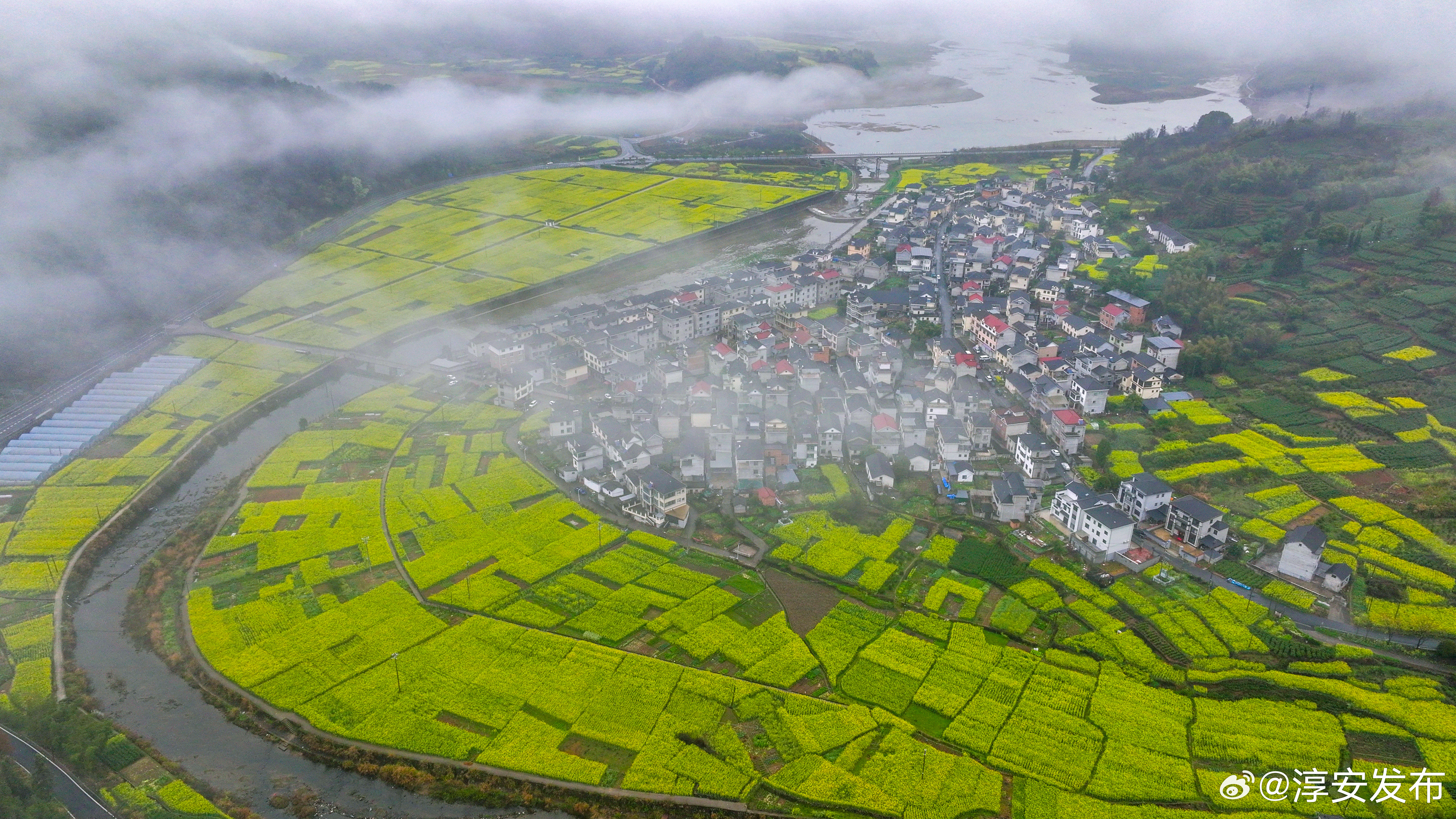紫云英花海游客