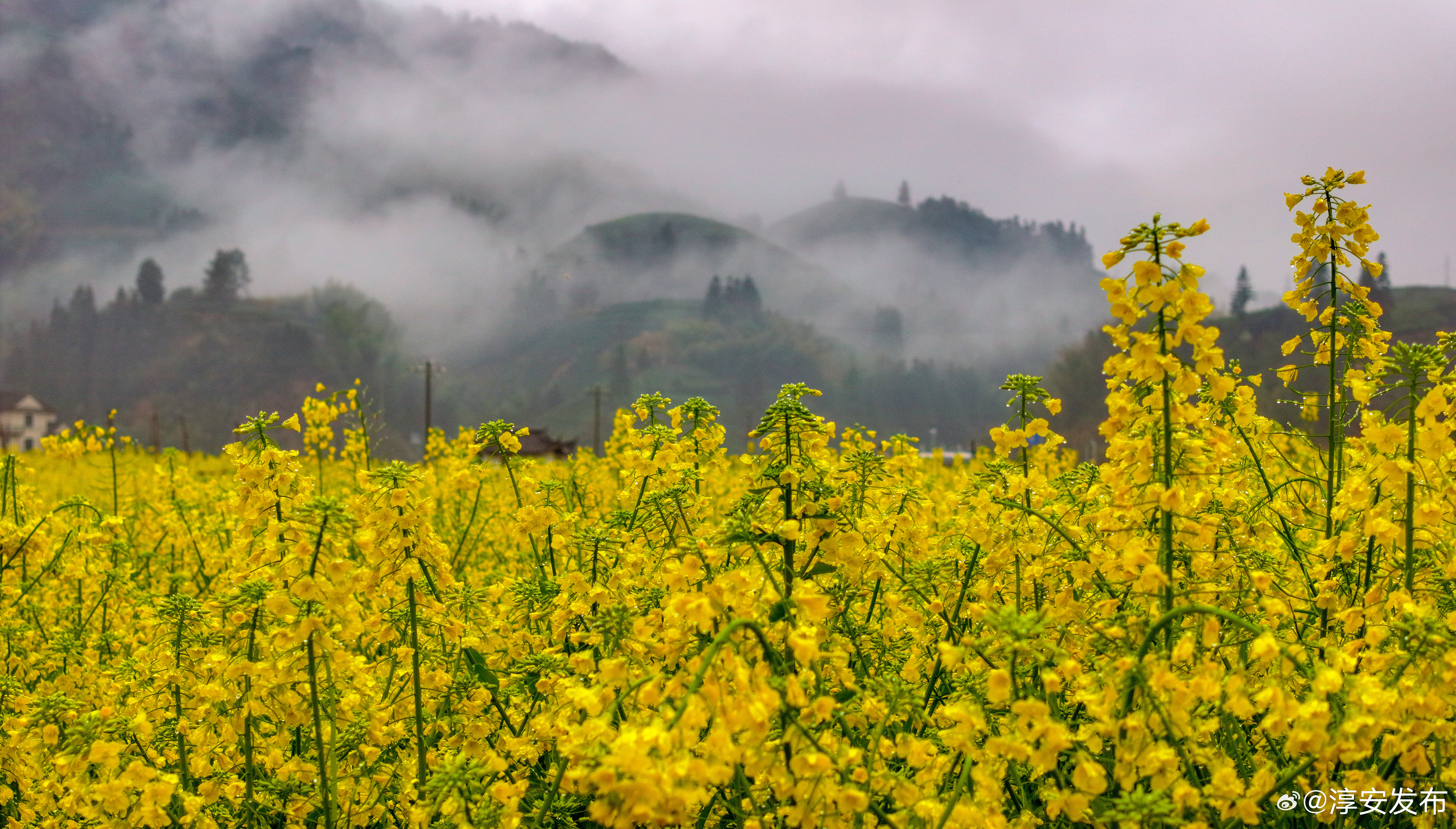 栗月坪村油菜花海